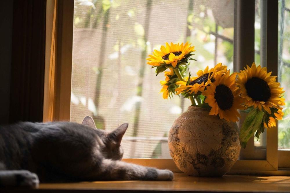 Comment utiliser les fleurs en décoration d’intérieur ?
